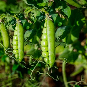 Garden Peas